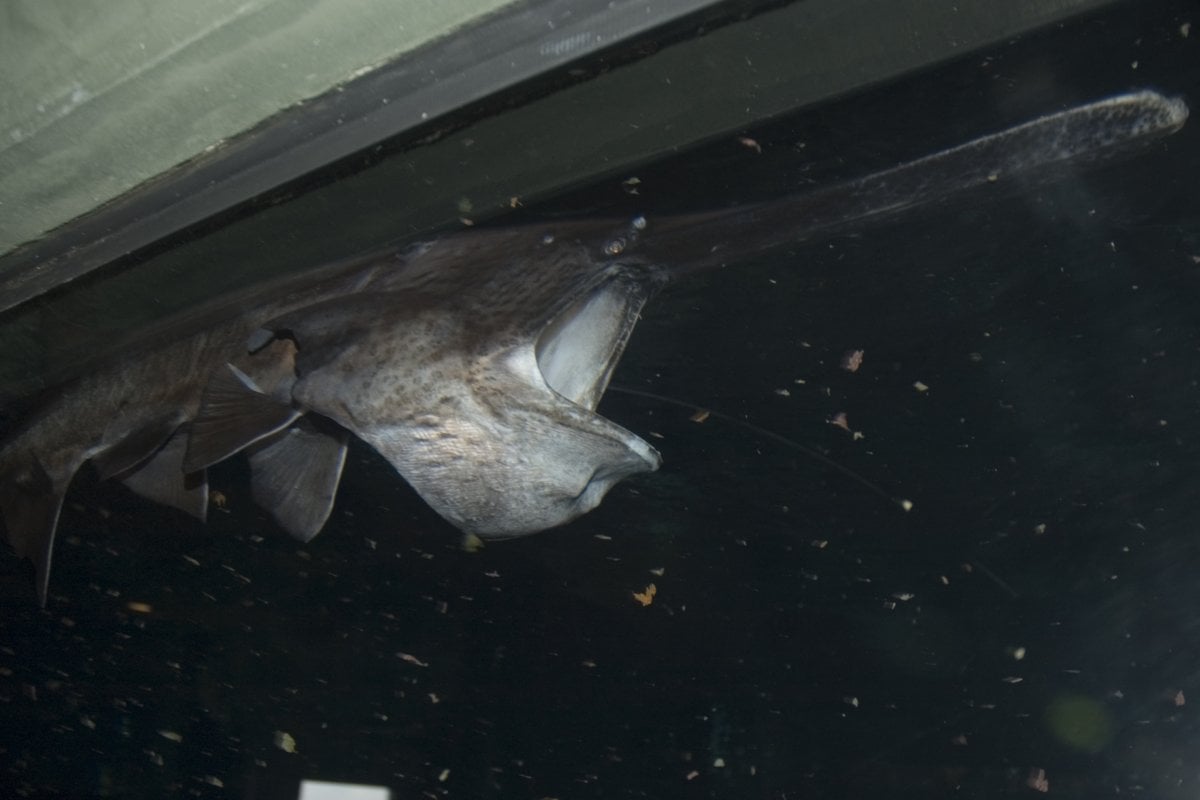 National Mississippi River Museum & Aquarium - Gallery Image 1